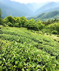阿里山茶的香氣記憶之旅與六大茶類基礎入門