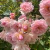 rosa damascenna 7 中國香學手作課 : 盤香 & 香囊~ 玫瑰笑顏香