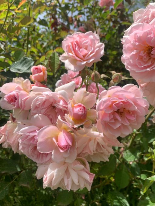 rosa damascenna 7 中國香學手作課 : 盤香 & 香囊~ 玫瑰笑顏香