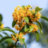 桂花樹3 中國香學手作課 :秋季避疫盤香 & 桂花理氣香囊