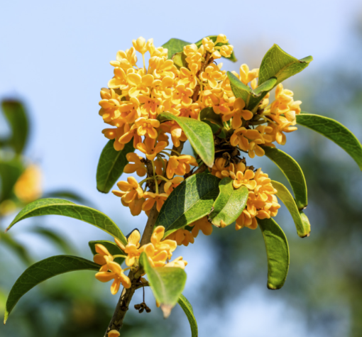 桂花樹3 中國香學手作課 :秋季避疫盤香 & 桂花理氣香囊